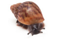Achatina achatina Ghana typ 1b, F2, juvenil